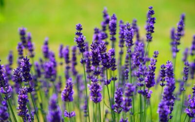 Getting Your Garden Ready for a Vibrant Summer in Johannesburg