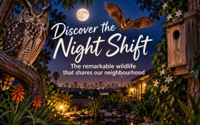 After Dark in Randpark Ridge: Protecting Our Nocturnal Neighbours